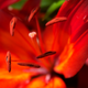 Illustration for article titled 153 Photos of Teeny Tiny Things